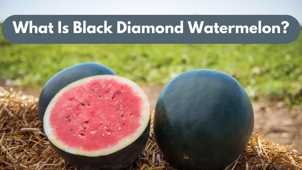 What Is Black Diamond Watermelon